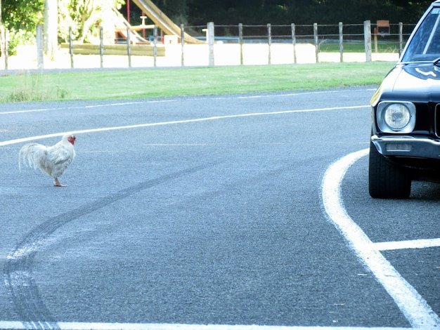 Best chicken road spel in Netherlands