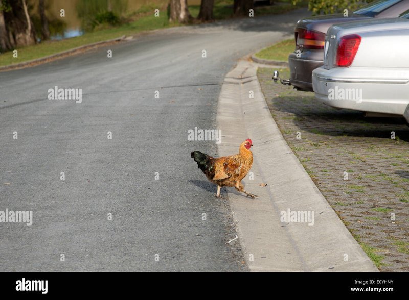Descubre el Misterio de la Carretera Pollo en Juegos de Casino en Línea en, chicken road game